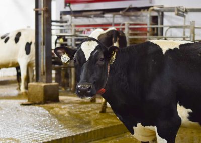 Dairy-gallery-0031-img