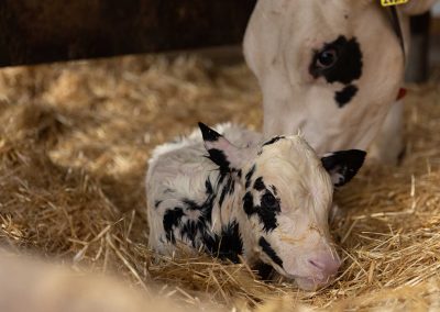 Dairy-gallery-img128