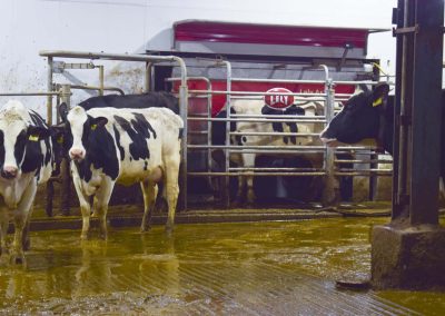 Dairy-gallery-img14
