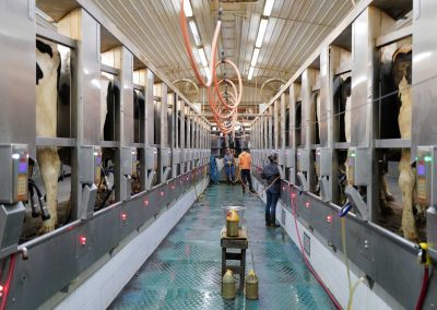 Dairy-gallery-img822