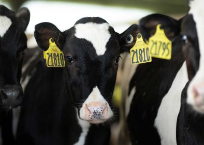 Dairy-gallery-img985